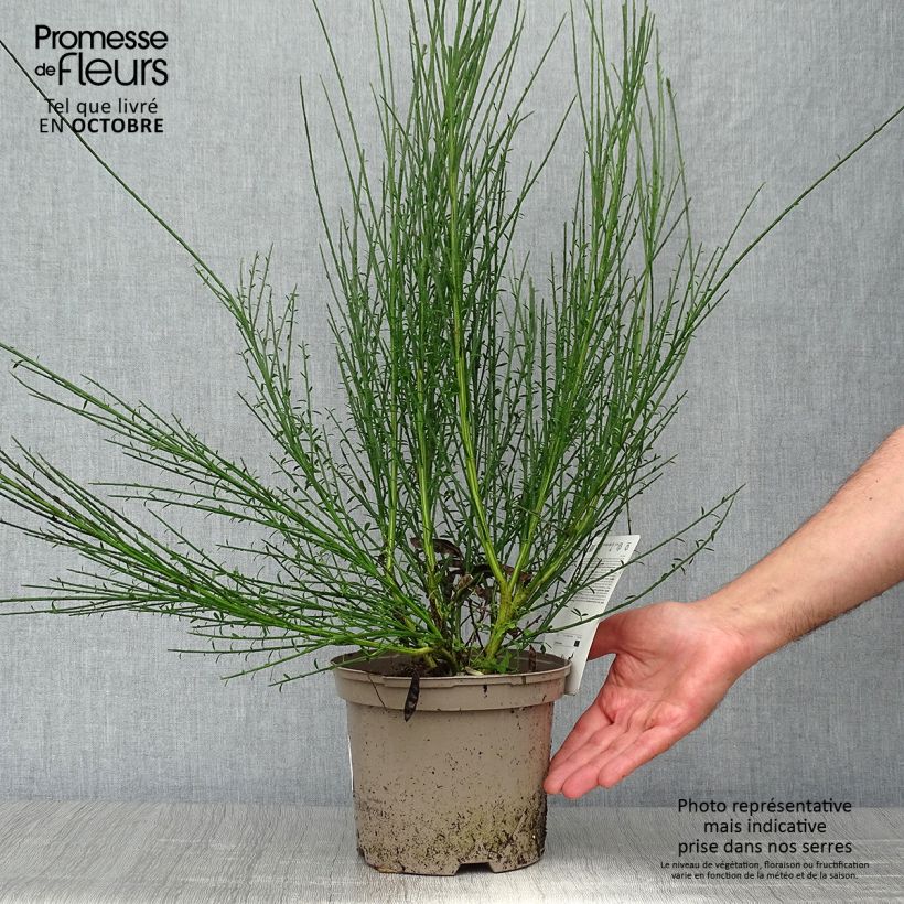 Exemplar von Edelginster Cytisus Lena - Cytisus scoparius Topf mit 2L/3L wie im Herbst geliefert