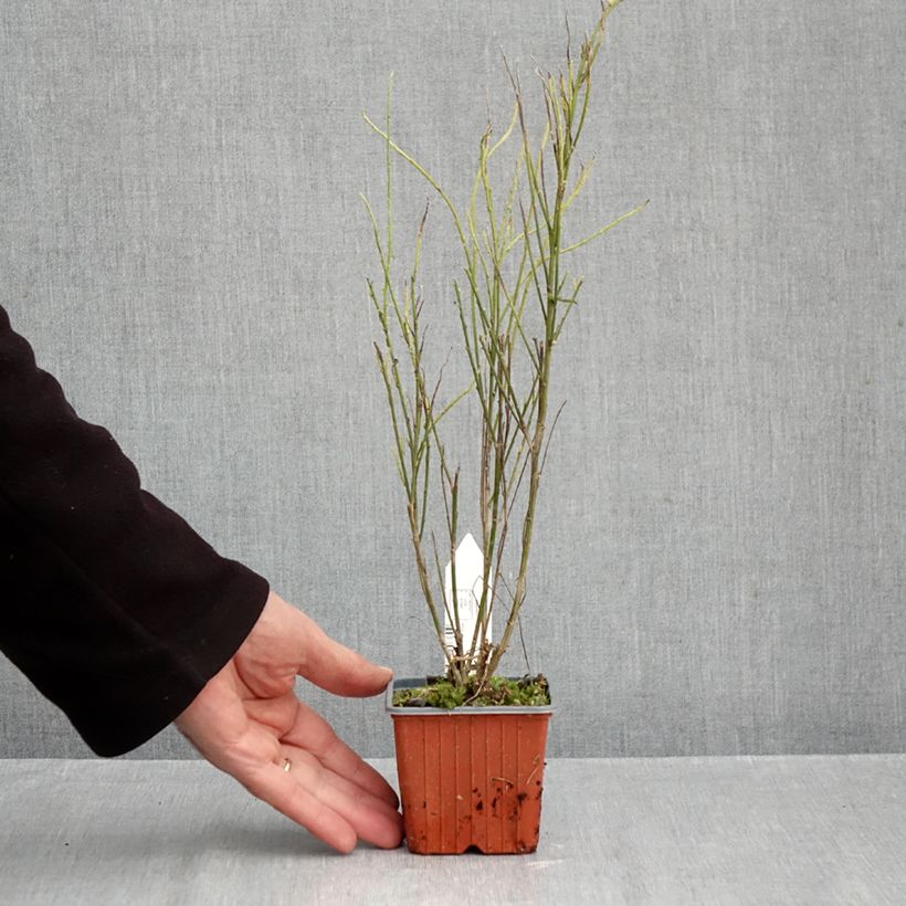 Exemplar von Edelginster Luna - Cytisus scoparius Kleine Töpfe von 8/9 cm wie im Herbst geliefert