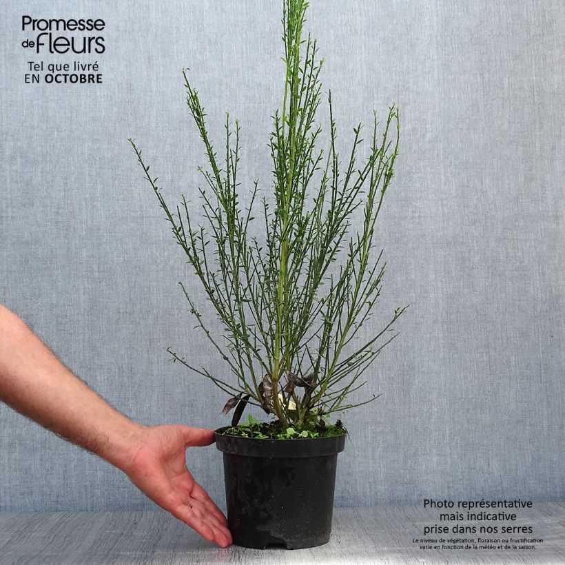 Exemplar von Edelginster Luna - Cytisus scoparius Topf mit 2L/3L wie im Herbst geliefert