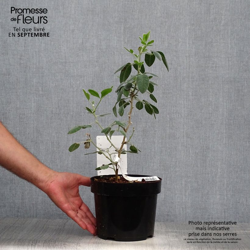 Exemplar von Cytisus battandieri - Marokkanischer Ginster Topf mit 3L/4L wie im Herbst geliefert