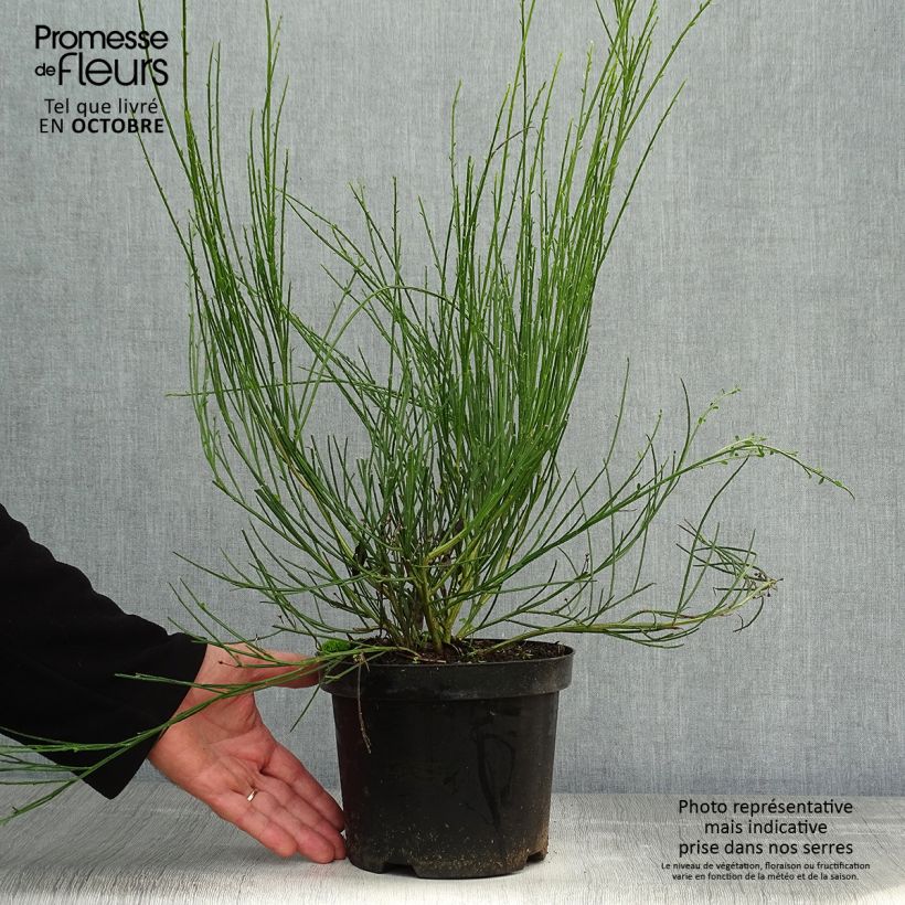 Exemplar von Edelginster Golden Sunlight - Cytisus scoparius Topf mit 2L/3L wie im Herbst geliefert
