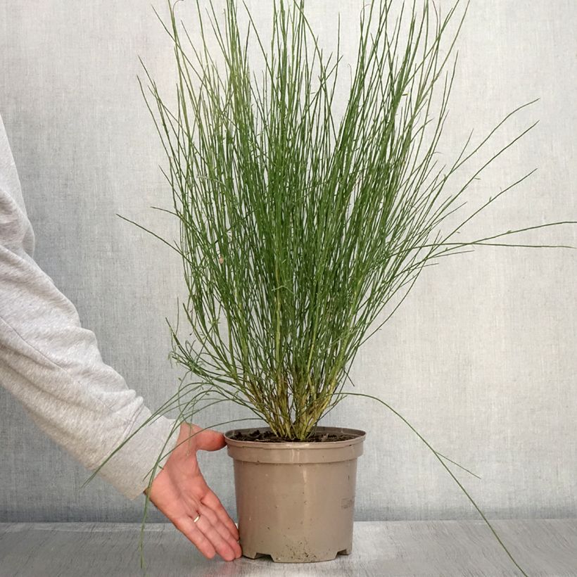 Exemplar von Elfenbeinginster Hollandia - Cytisus praecox Topf mit 2L/3L wie im Herbst geliefert