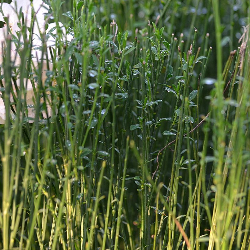 Besenginster Zeelandia - Cytisus procumbens (Laub)