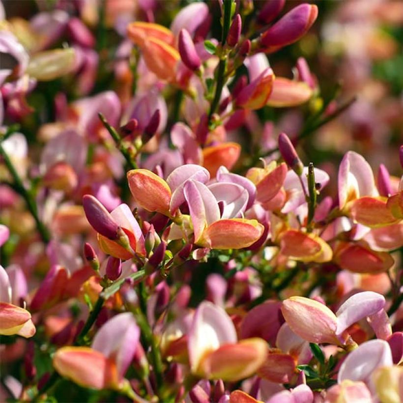 Besenginster Zeelandia - Cytisus procumbens (Blüte)