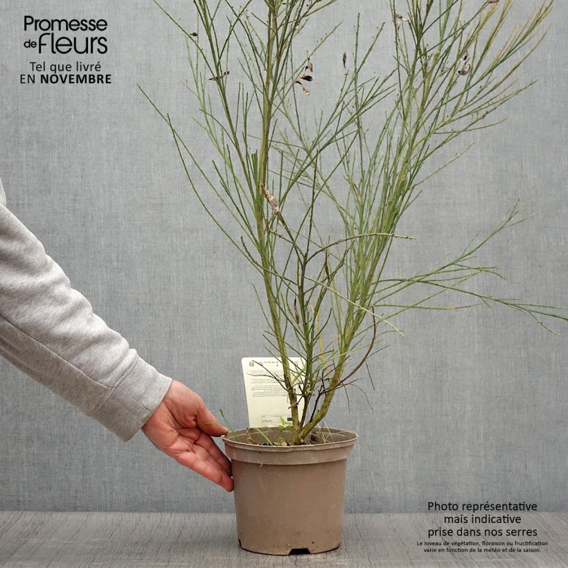 Exemplar von Edelginster Palette - Cytisus scoparius Topf mit 2L/3L wie im Herbst geliefert