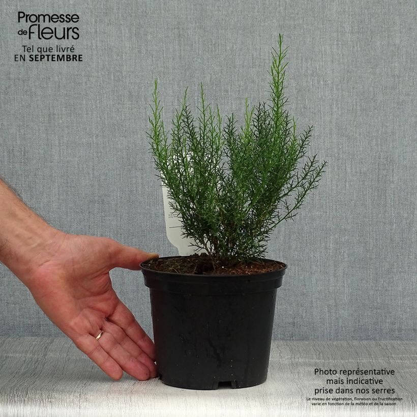 Exemplar von Spanischer Ginster - Genista hispanica Topf mit 2L/3L wie im Herbst geliefert