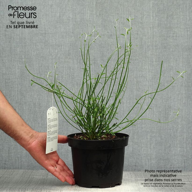 Exemplar von Spartium junceum - Pfriemenginster Topf mit 2L/3L wie im Herbst geliefert