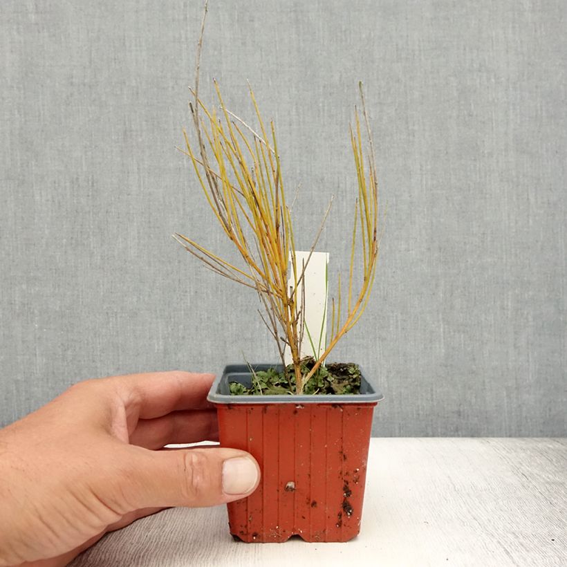 Exemplar von Elfenbeinginster Allgold - Cytisus praecox Kleine Töpfe von 8/9 cm wie im Sommer geliefert