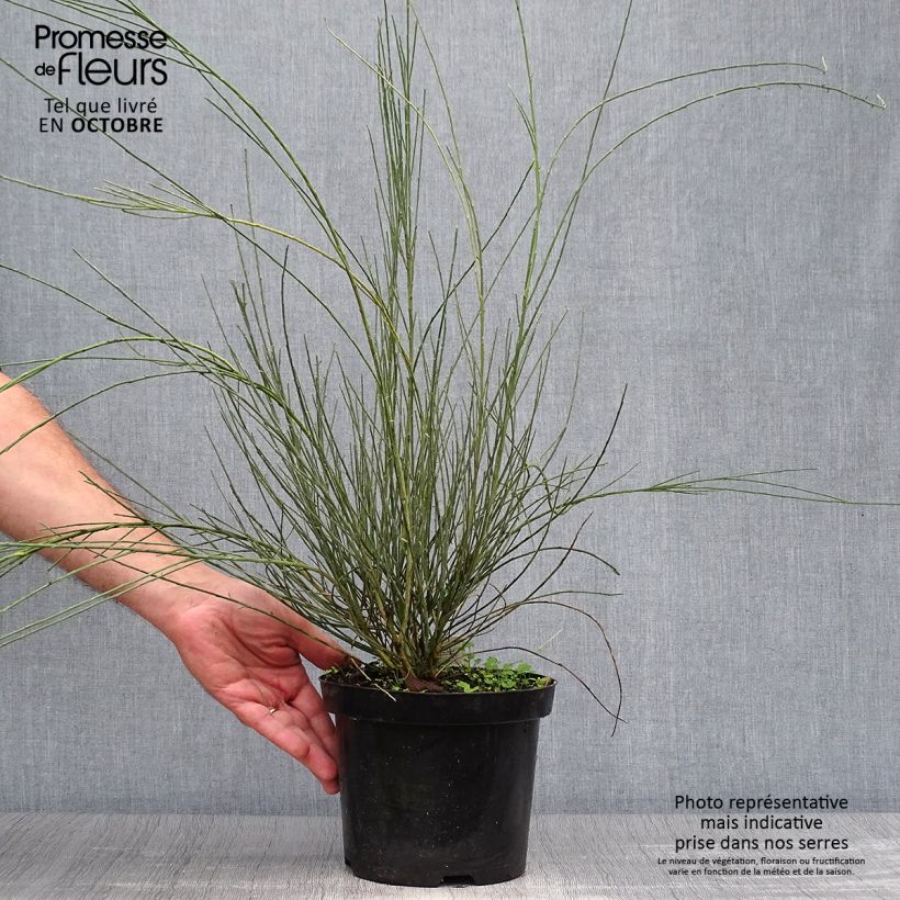 Exemplar von Elfenbeinginster Allgold - Cytisus praecox Topf mit 2L/3L wie im Herbst geliefert