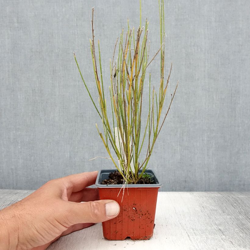 Exemplar von Elfenbeinginster - Cytisus praecox Kleine Töpfe von 8/9 cm wie im Sommer geliefert