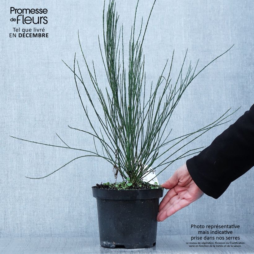 Exemplar von Elfenbeinginster - Cytisus praecox Topf mit 2L/3L wie im Herbst geliefert