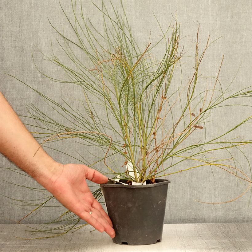 Exemplar von Elfenbeinginster - Cytisus praecox Topf mit 2L/3L wie im Sommer geliefert
