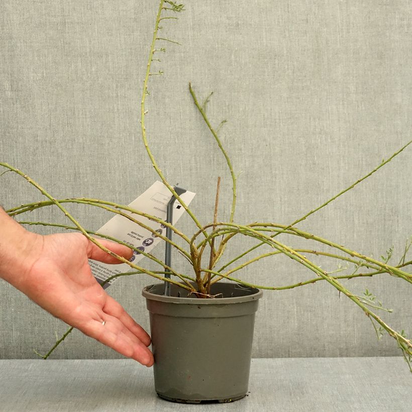 Exemplar von Cytisus kewensis - Zwerg-Elfenbeinginster Topf mit 2L/3L wie im Sommer geliefert