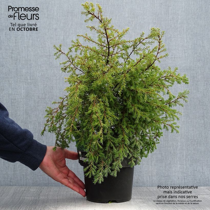 Exemplar von Juniperus communis Gold Cone Topf mit 2L/3L wie im Herbst geliefert