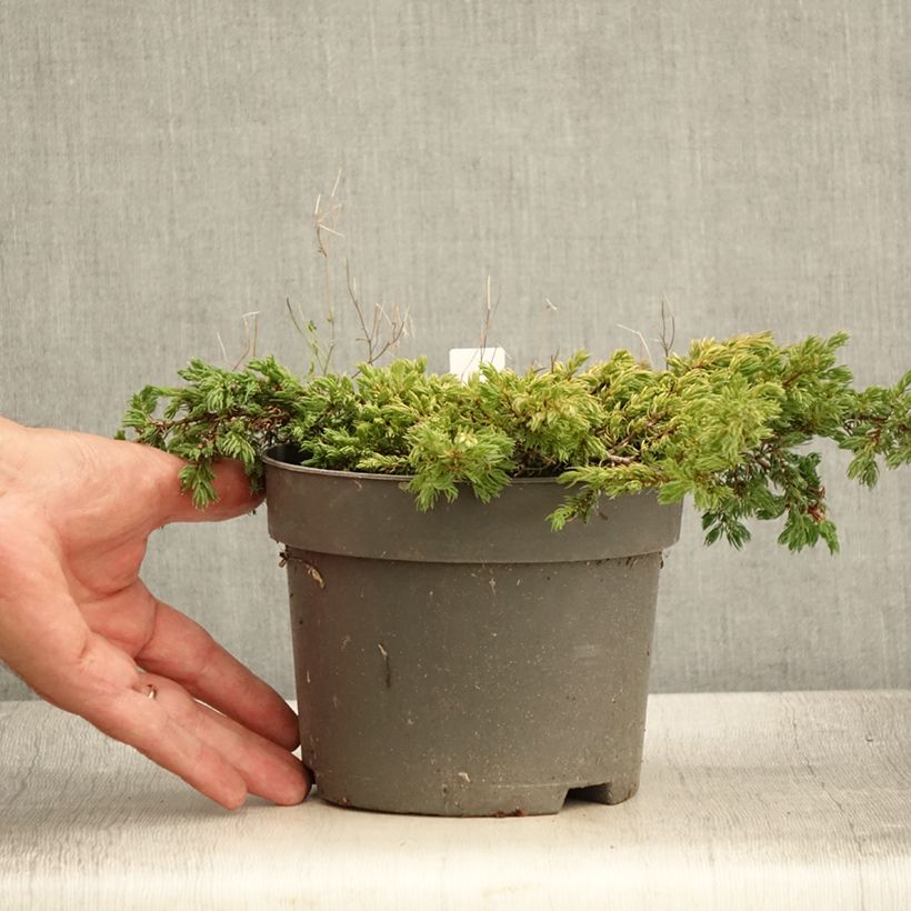 Exemplar von Juniperus communis Goldschatz Topf mit 2L/3L wie im Sommer geliefert