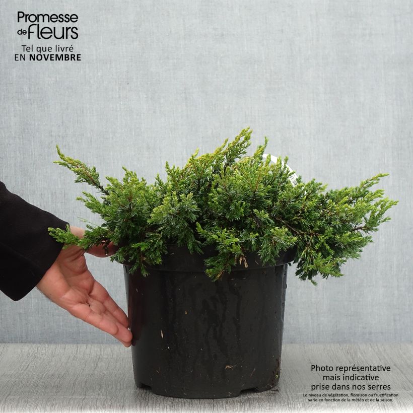 Exemplar von Juniperus communis Goldschatz Topf mit 7,5L/10L wie im Herbst geliefert