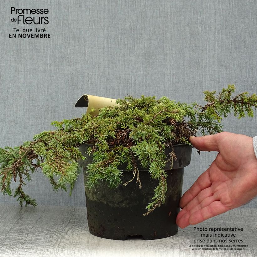 Exemplar von Juniperus communis Green Carpet Topf mit 2L/3L wie im Herbst geliefert