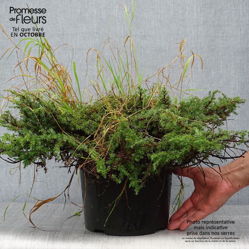 Exemplar von Juniperus communis Green Carpet Topf mit 7,5L/10L wie im Herbst geliefert