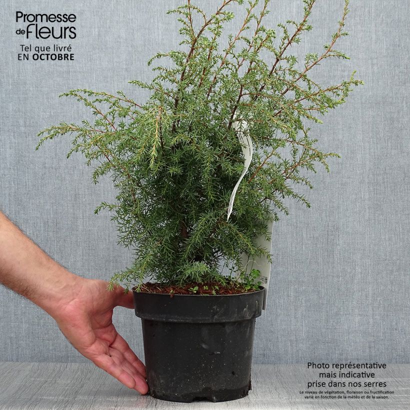 Exemplar von Juniperus communis Hibernica Topf mit 2L/3L wie im Herbst geliefert