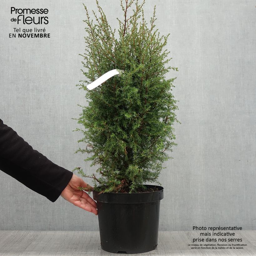Exemplar von Juniperus communis Hibernica Topf mit 7,5L/10L wie im Herbst geliefert