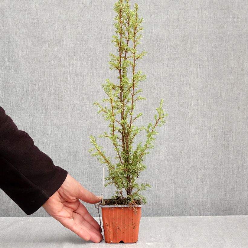 Exemplar von Juniperus communis Hibernica Kleine Töpfe von 8/9 cm wie im Herbst geliefert