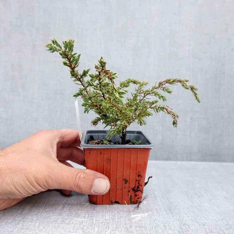 Exemplar von Juniperus communis Repanda Kleine Töpfe von 8/9 cm wie im Herbst geliefert