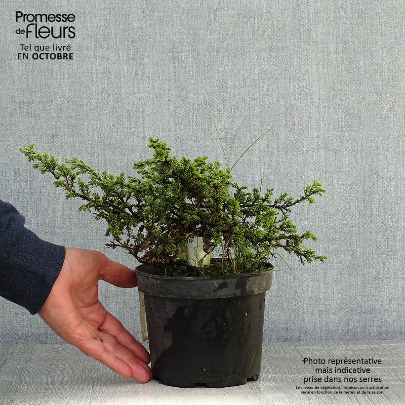 Exemplar von Juniperus communis Repanda Topf mit 2L/3L wie im Herbst geliefert
