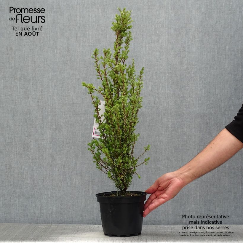 Exemplar von Juniperus communis Sentinel Topf mit 3L/4L wie im Sommer geliefert