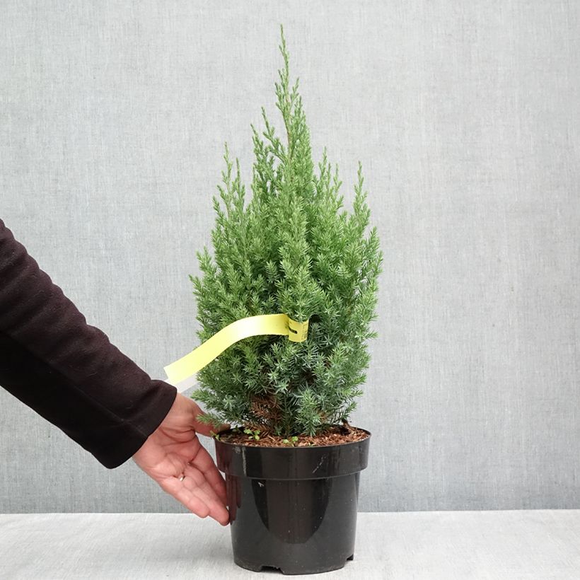 Exemplar von Juniperus chinensis Stricta Topf mit 2L/3L wie im Herbst geliefert