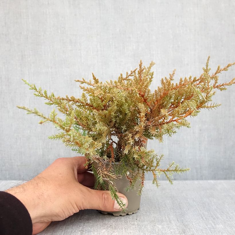 Exemplar von Juniperus pfitzeriana Compacta Kleine Töpfe von 8/9 cm wie im Herbst geliefert