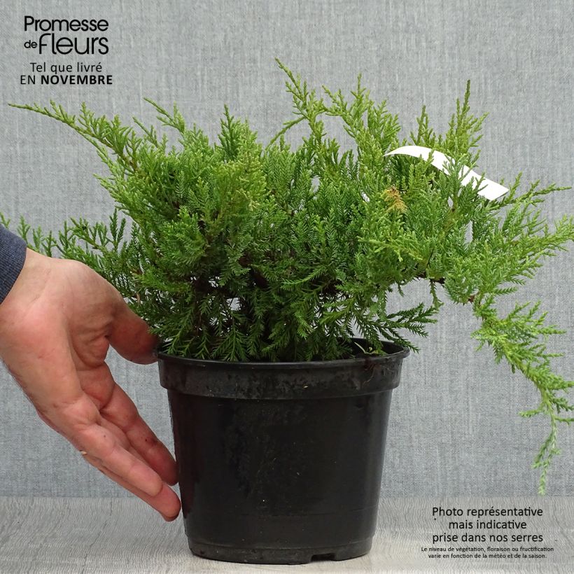 Exemplar von Juniperus pfitzeriana Compacta Topf mit 2L/3L wie im Herbst geliefert