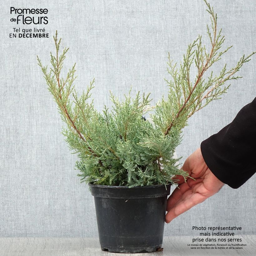 Exemplar von Juniperus pfitzeriana Glauca Topf mit 2L/3L wie im Herbst geliefert