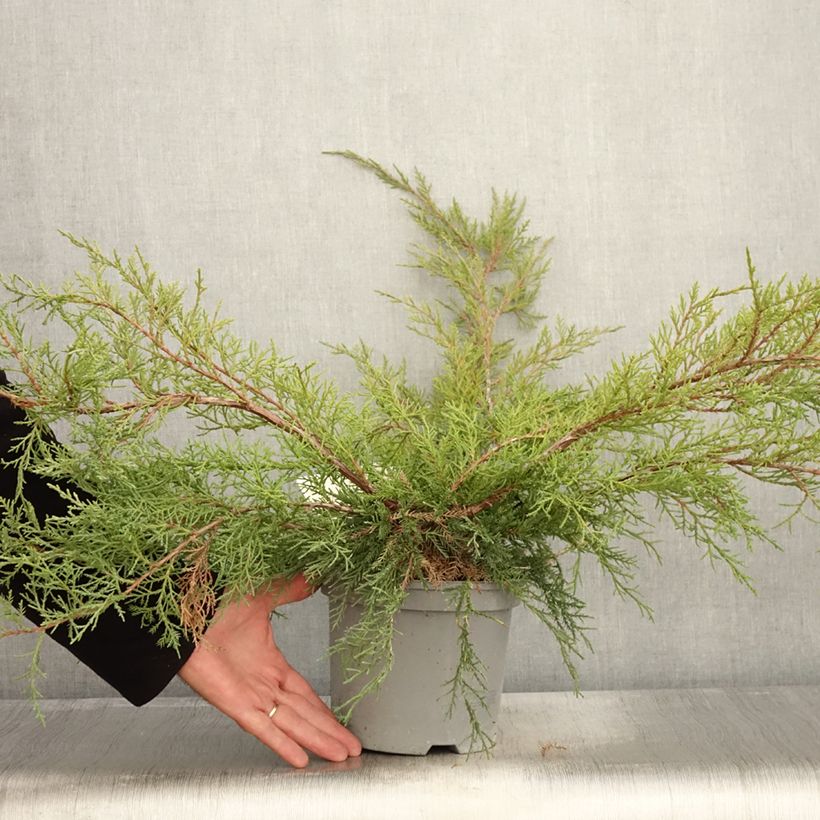 Exemplar von Juniperus media Pfitzeriana Topf mit 2L/3L wie im Herbst geliefert