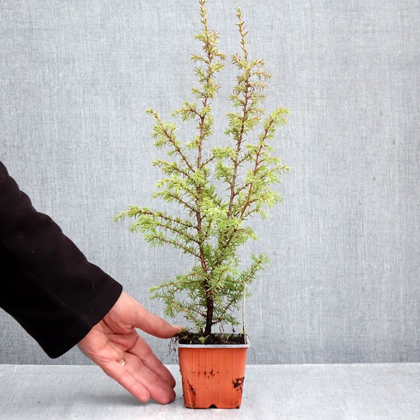 Exemplar von Juniperus communis Suecica Kleine Töpfe von 8/9 cm wie im Herbst geliefert