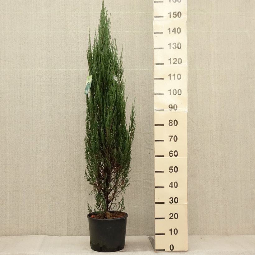 Exemplar von Juniperus scopulorum Blue Arrow Topf mit 6L/7L wie im Herbst geliefert