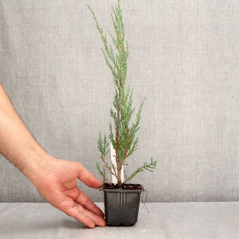 Exemplar von Juniperus scopulorum Blue Arrow Kleine Töpfe von 8/9 cm wie im Herbst geliefert