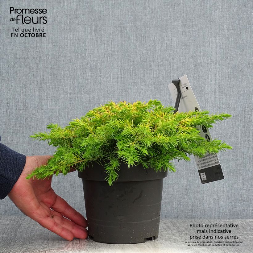 Exemplar von Juniperus conferta All Gold Topf mit 2L/3L wie im Herbst geliefert