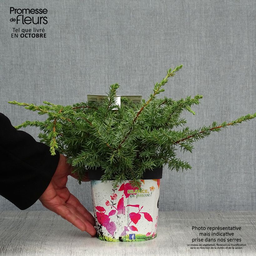 Exemplar von Juniperus conferta Schlager Topf mit 2L/3L wie im Herbst geliefert