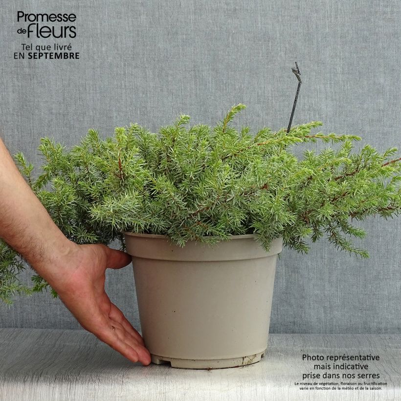 Exemplar von Juniperus conferta Schlager Topf mit 4L/5L wie im Sommer geliefert