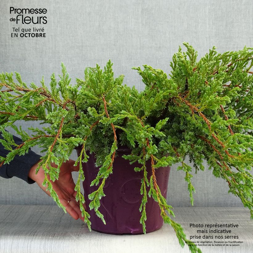 Exemplar von Juniperus squamata Blue Carpet Topf mit 4L/5L wie im Herbst geliefert