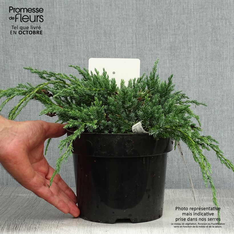 Exemplar von Juniperus squamata Blue Carpet Topf mit 2L/3L wie im Herbst geliefert