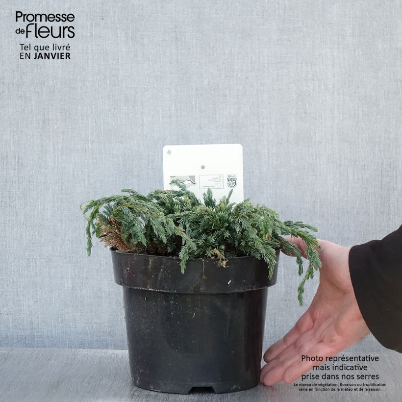 Exemplar von Juniperus squamata Blue Spider Topf mit 2L/3L wie im Winter geliefert