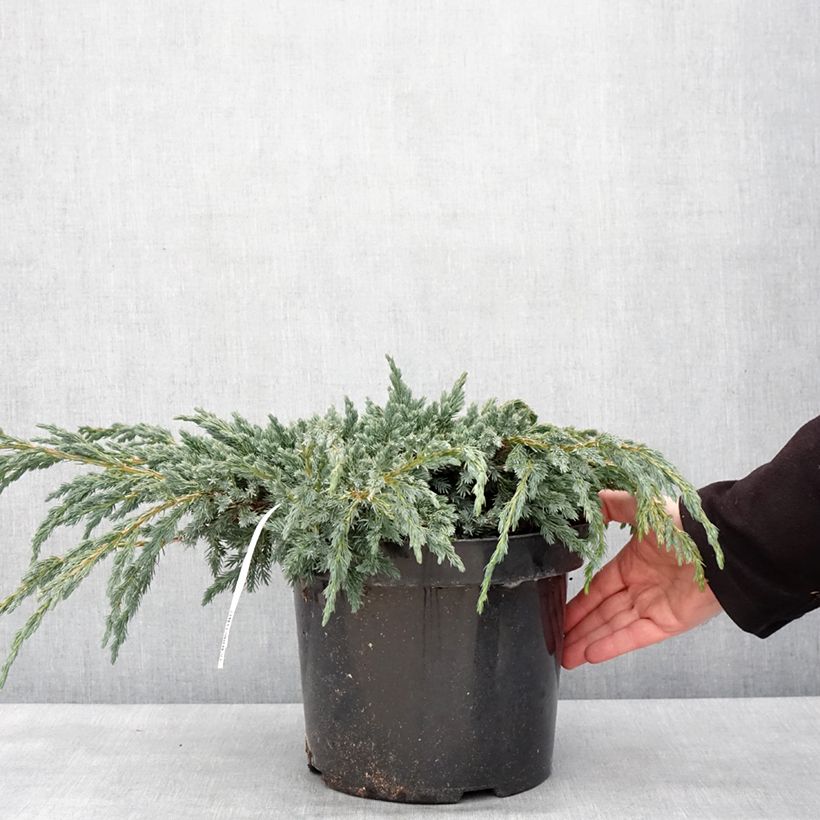 Exemplar von Juniperus squamata Blue Spider Topf mit 7,5L/10L wie im Winter geliefert