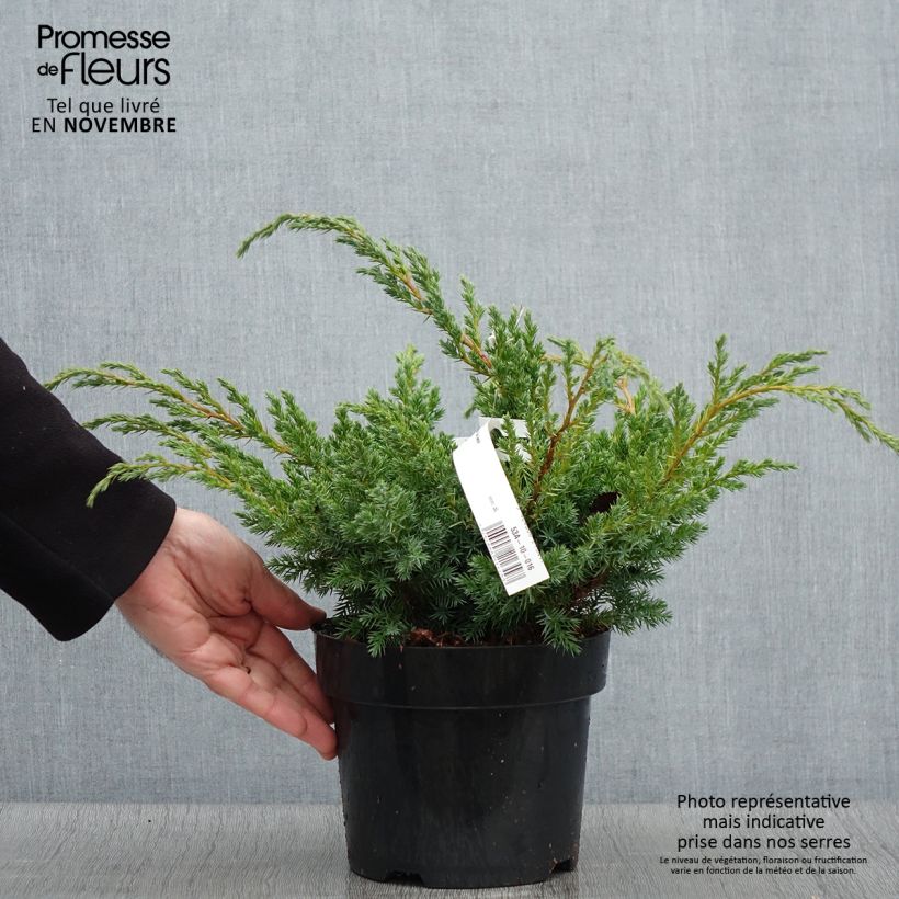 Exemplar von Juniperus squamata Blue Swede Topf mit 2L/3L wie im Herbst geliefert