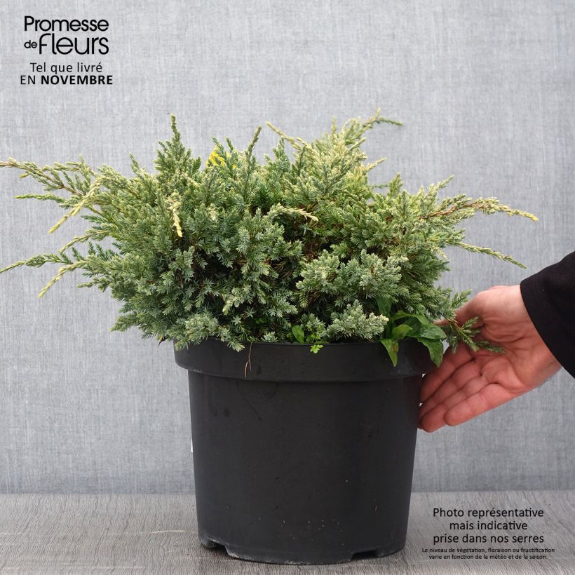 Exemplar von Juniperus squamata Dream Joy Topf mit 7,5L/10L wie im Herbst geliefert