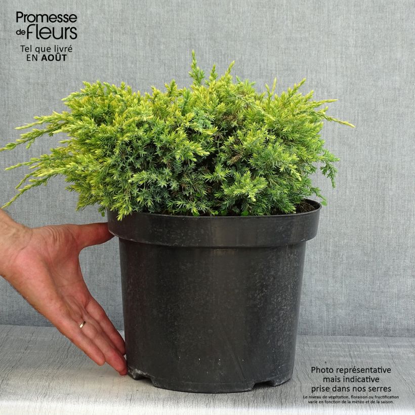 Exemplar von Juniperus squamata Dream Joy Topf mit 7,5L/10L wie im Sommer geliefert