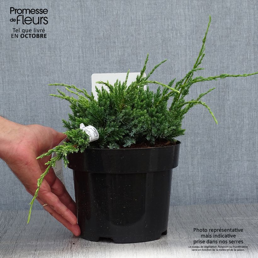 Exemplar von Juniperus squamata Holger Topf mit 2L/3L wie im Herbst geliefert