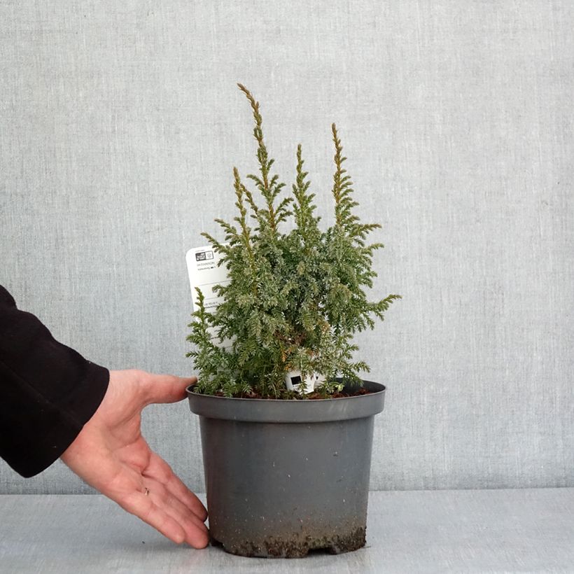 Exemplar von Juniperus squamata Loderi Topf mit 2L/3L wie im Winter geliefert