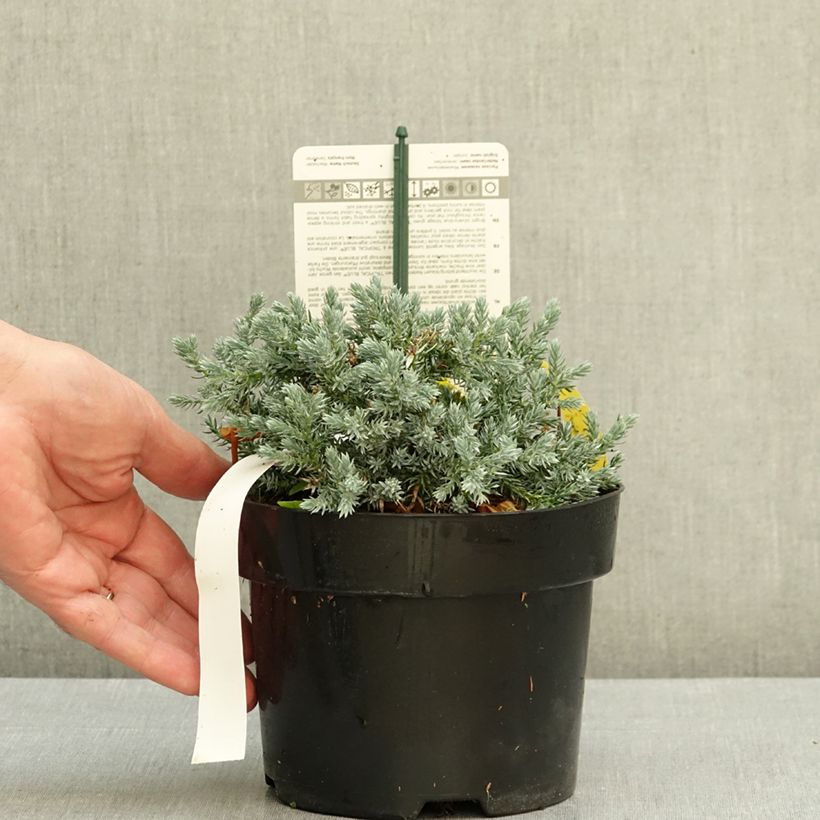 Exemplar von Juniperus squamata Tropical Blue Topf mit 2L/3L wie im Herbst geliefert