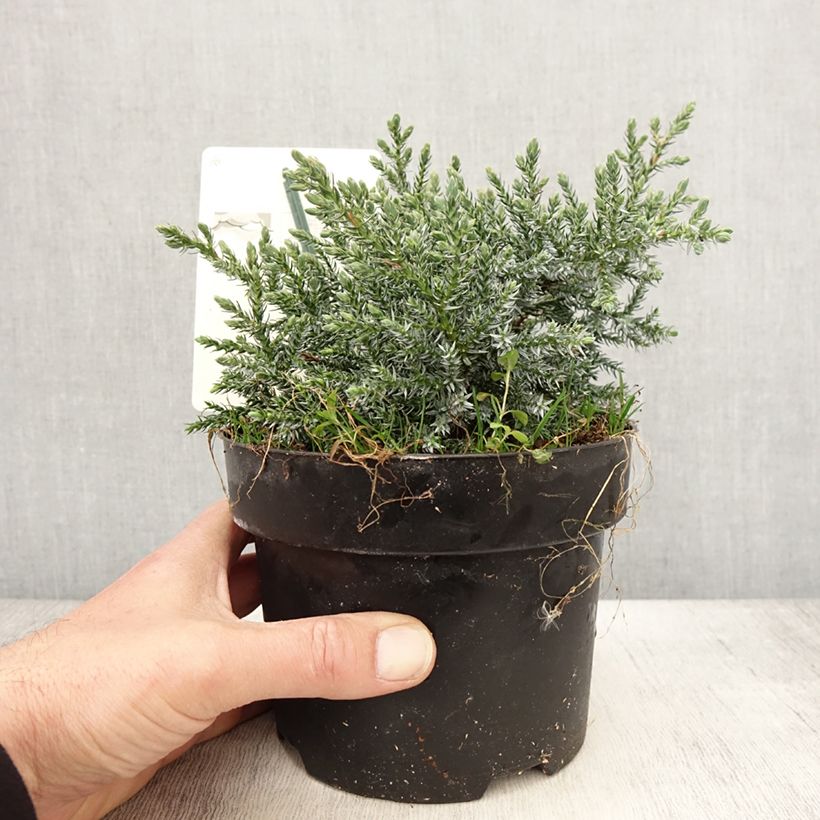 Exemplar von Juniperus squamata Tropical Blue Topf mit 2L/3L wie im Frühjahr geliefert